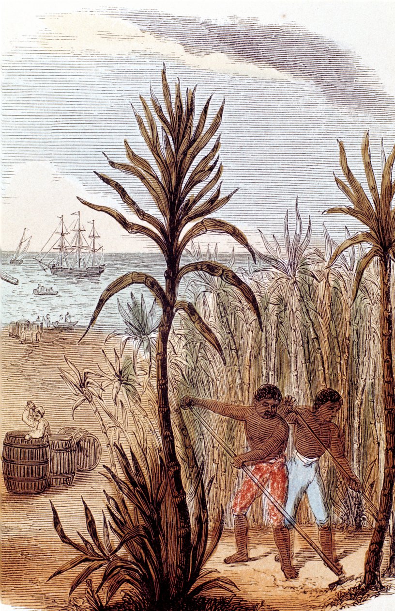 Sklaven beim Anbau von Zuckerrohr in Westindien, 1852 von Unbekannt