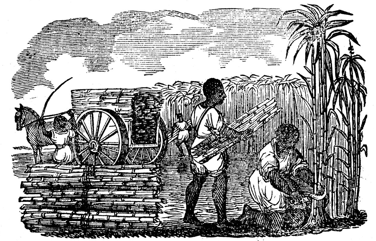 Sklaven bei der Zuckerrohrernte in Louisiana, 1833 von Unbekannt