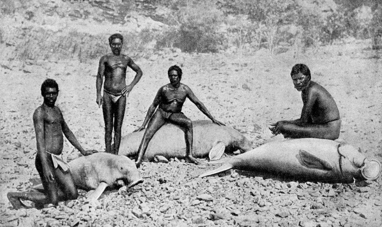 Gespießtes Seekuh, Nordwest-Australien von Unbekannt