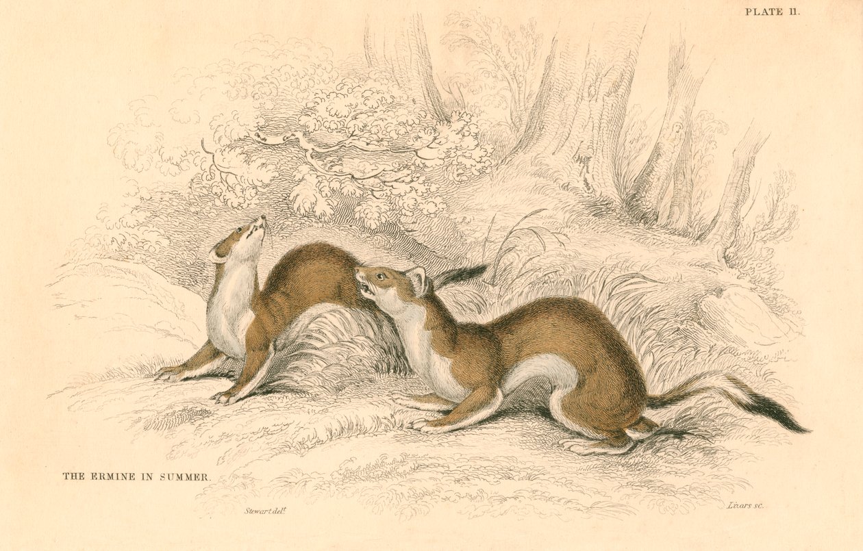 Hermelin Mustela erminea, Mitglied der Wiesel-Familie, 1828 von Unbekannt