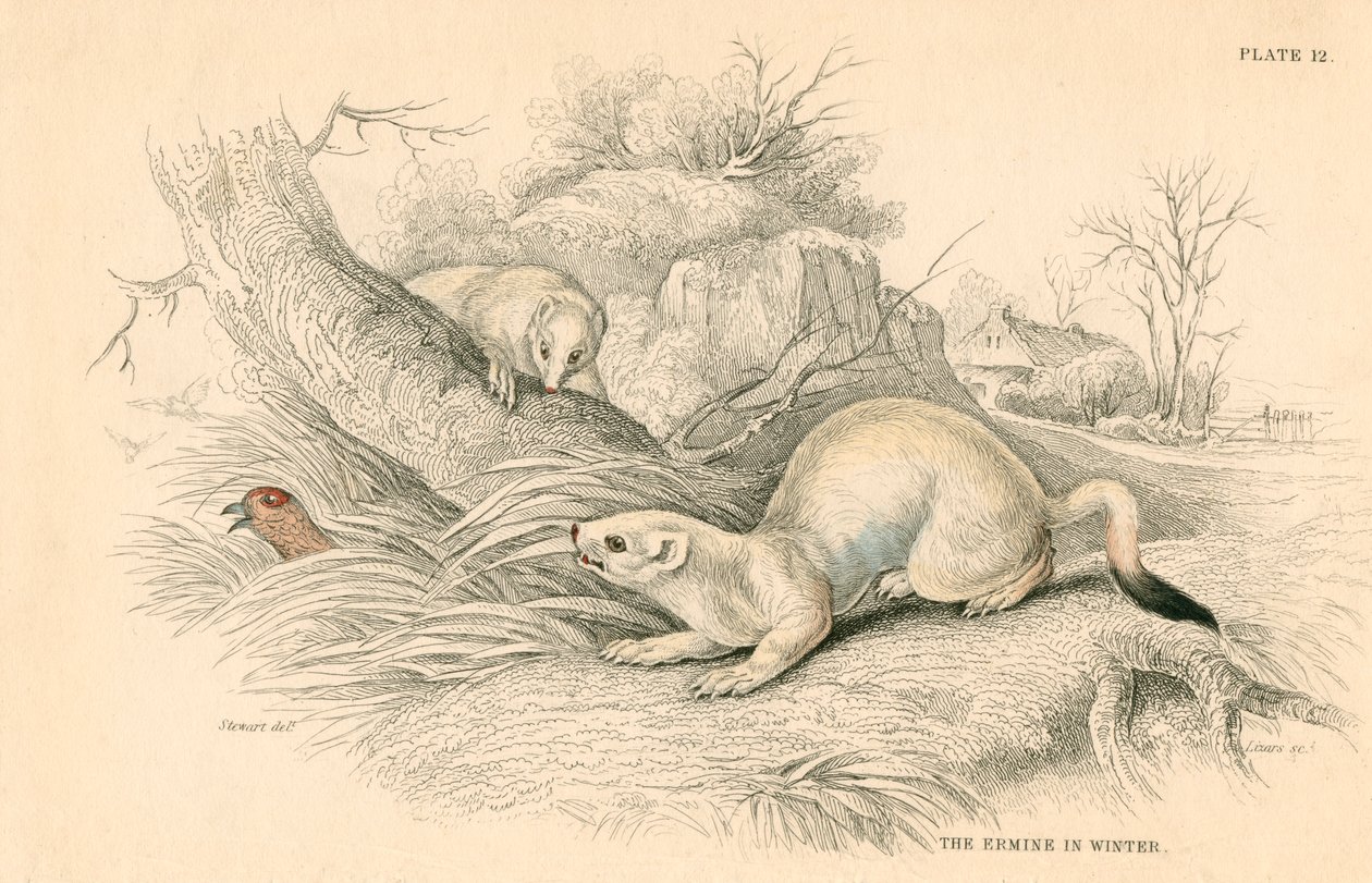 Hermelin Mustela erminea, Mitglied der Wiesel-Familie, 1828 von Unbekannt