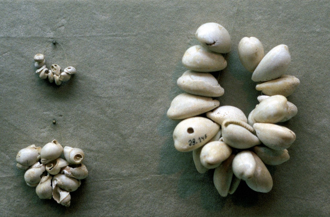 Schnüre aus Kaurimuscheln von Unbekannt