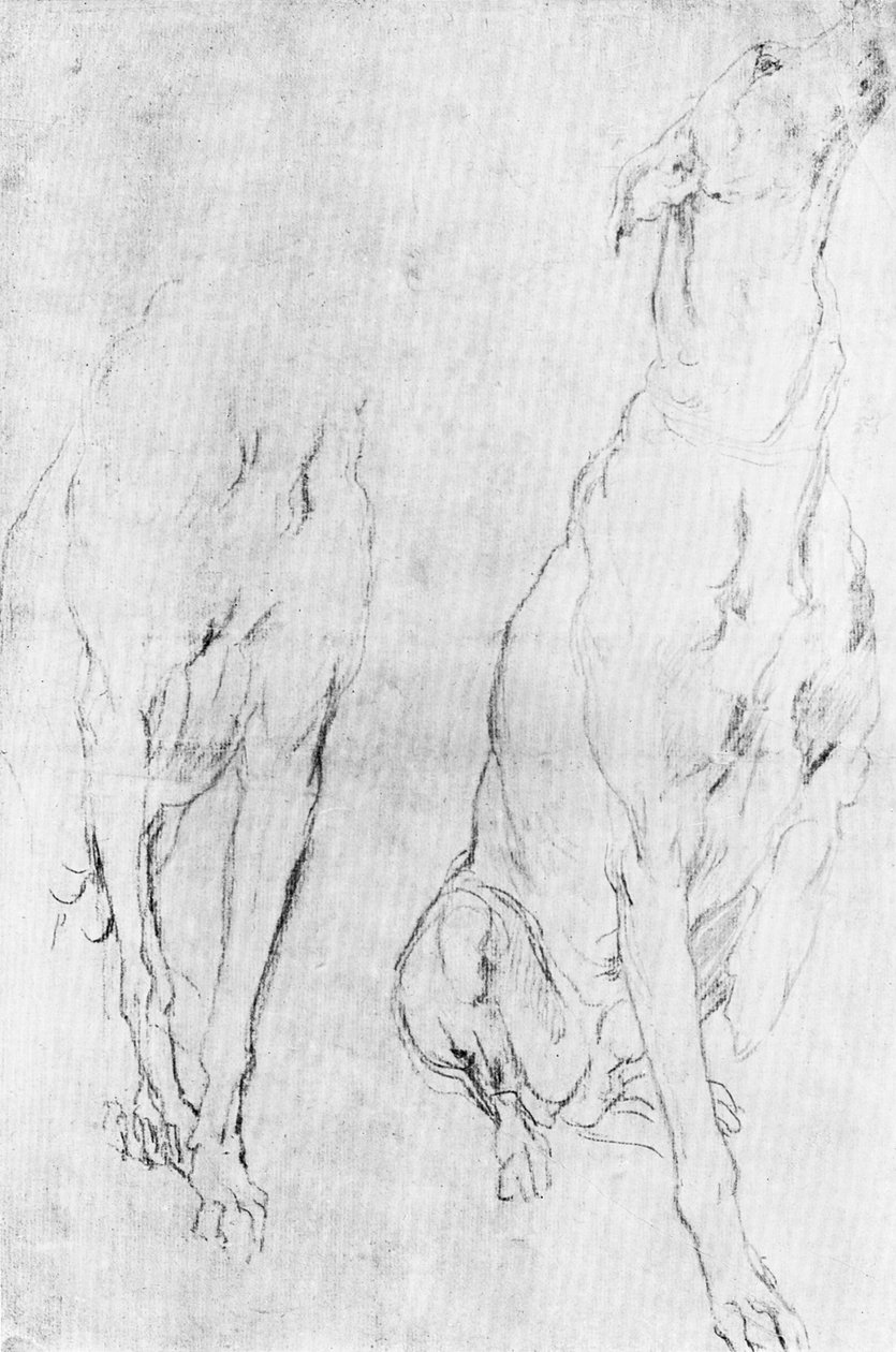 Studie für den Windhund im Porträt des Herzogs von Richmond, ca. 1634, 1900 von Unbekannt