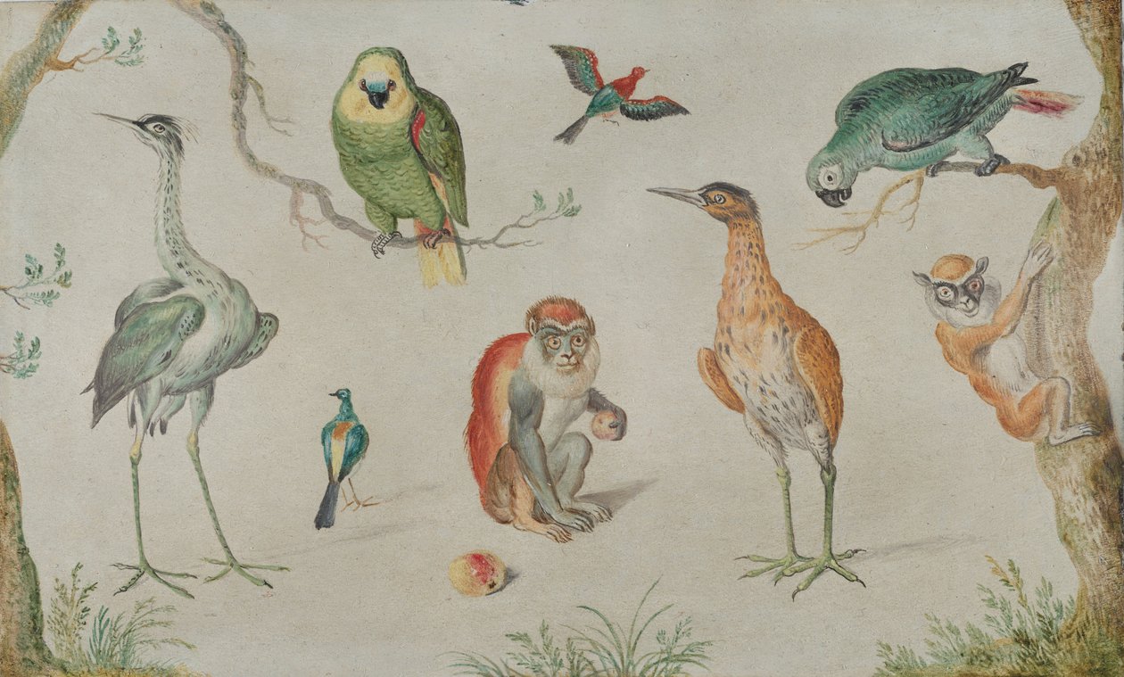 Studie von Vögeln und Affen, 1660-1670 von Unbekannt