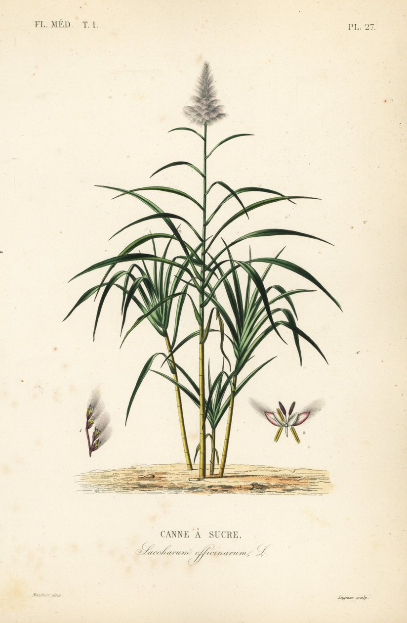 Zuckerrohr, Saccharum officinarum von Unbekannt