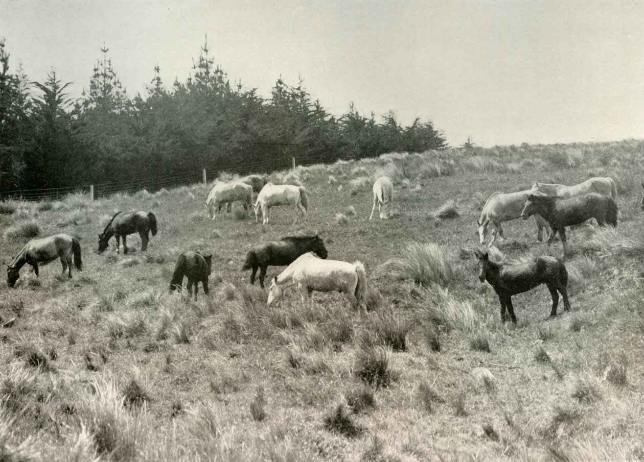 Die Mandschurischen Ponys auf Quail Island, Port Lyttelton, ca. 1907, 1909 von Unbekannt