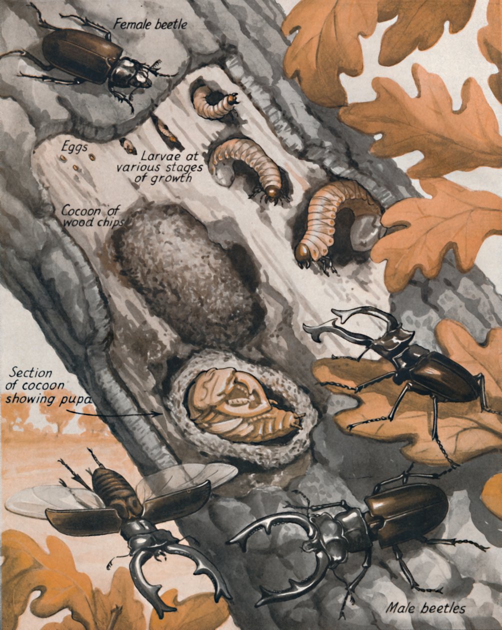 Die Geschichte des größten britischen Käfers, 1935 von Unbekannt