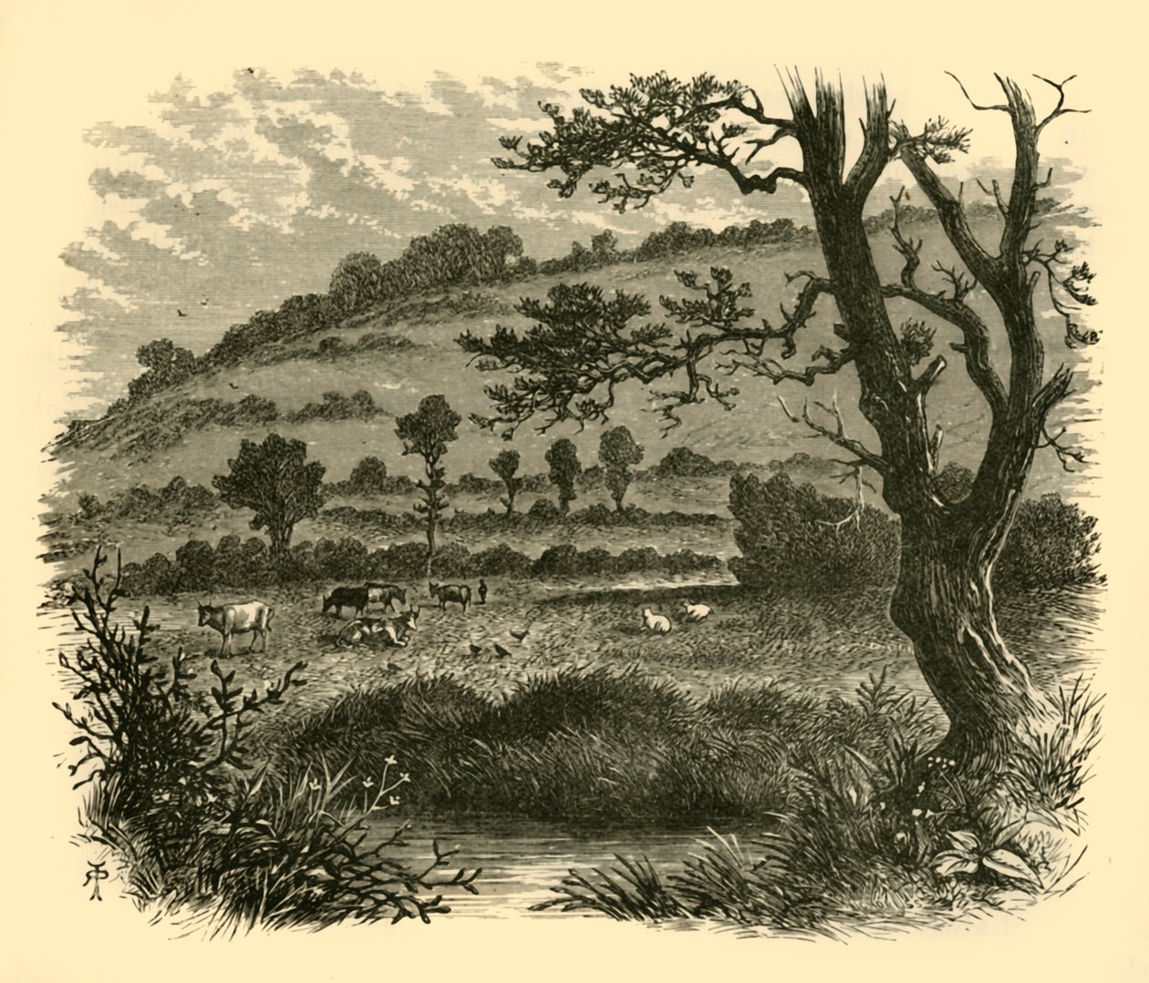 Thistledon, 1898 von Unbekannt