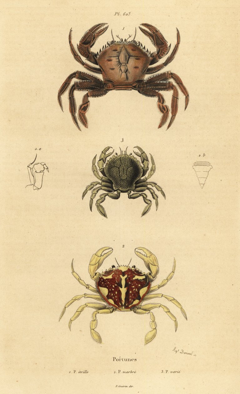 Samtkrabbe, Necora puber 1, Marmorierte Schwimmkrabbe, Liocarcinus marmoreus 2 und Pennants Schwimmkrabbe, Portumnus latipes 3 von Unbekannt