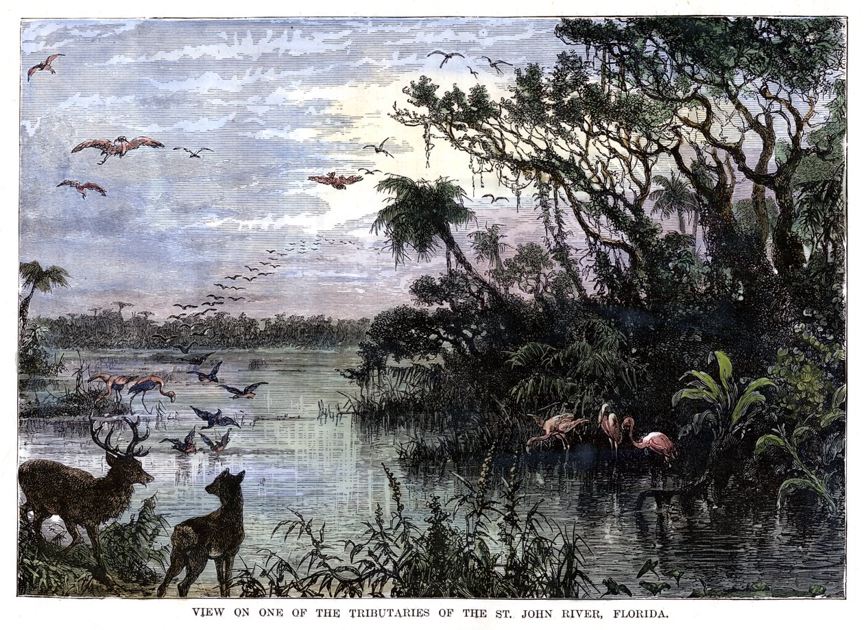 Blick auf einen der Nebenflüsse des St. John River, Florida, 19. Jahrhundert von Unbekannt