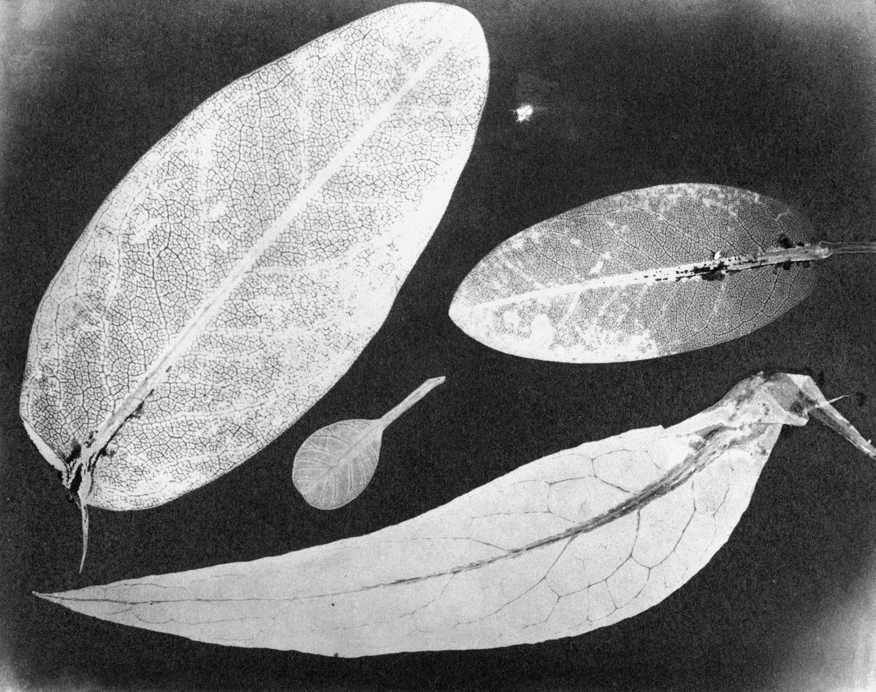 Wasserfixiertes Foto Vier Blätter, Sommer 1839 von Unbekannt
