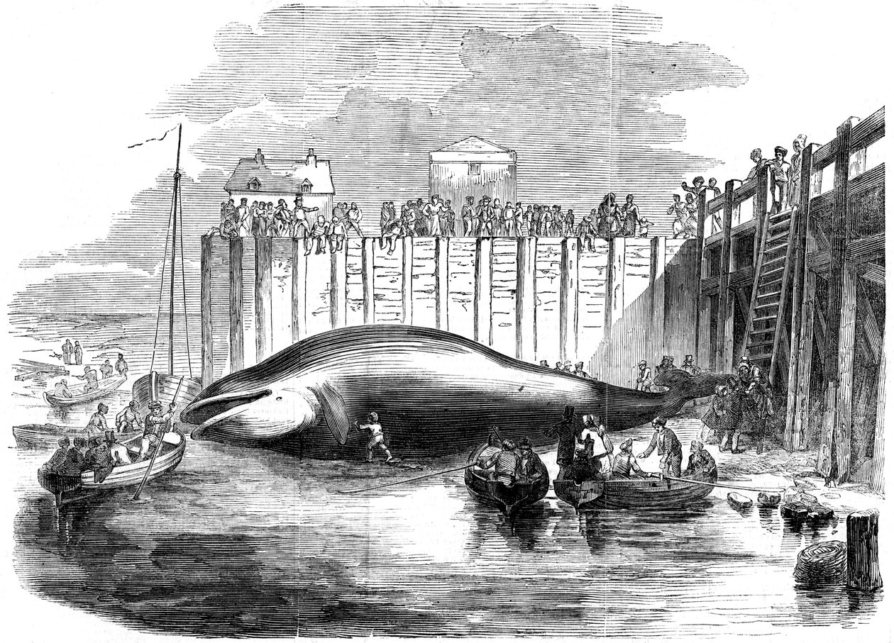 Wal im Thames gefangen, Grays, Essex, 19. Jahrhundert von Unbekannt