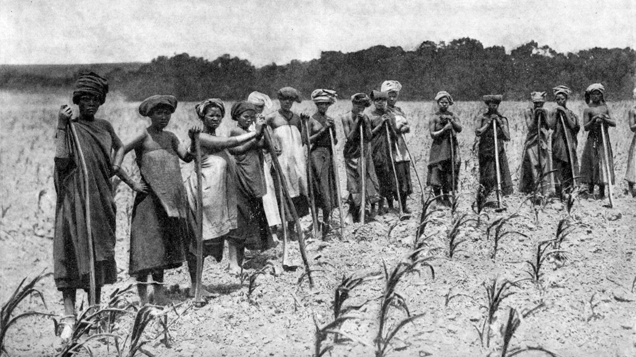 Frauen hacken ein Maisfeld, Südafrika, ca. 1923 von Unbekannt