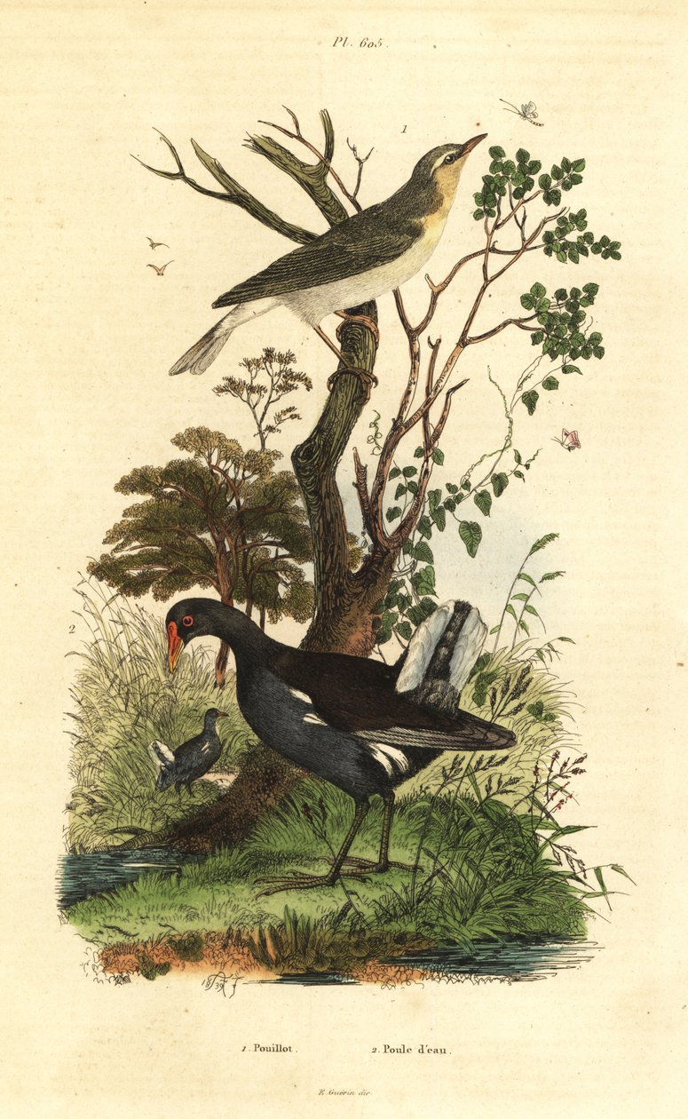Waldlaubsänger, Phylloscopus sibilatrix, und Teichhuhn, Gallinula chloropus von Unbekannt