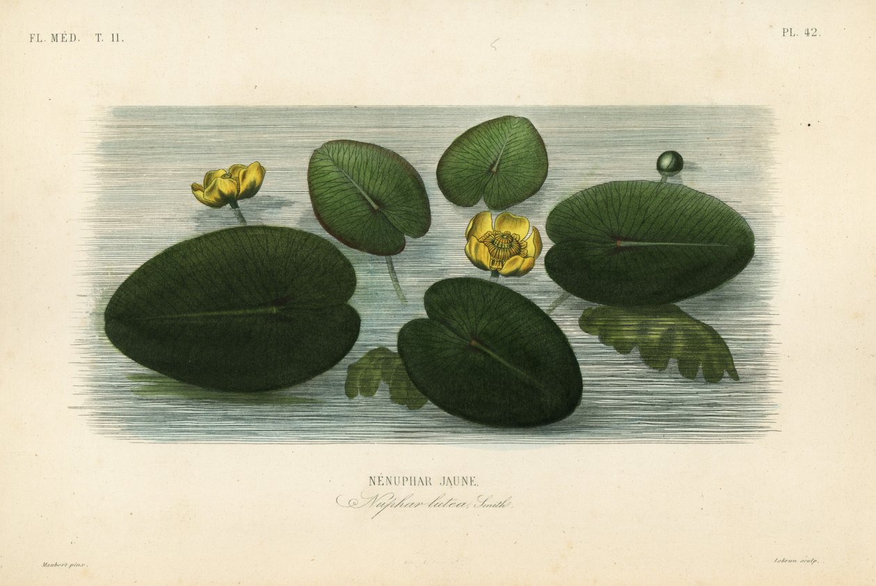 Gelbe Teichrose von Unbekannt