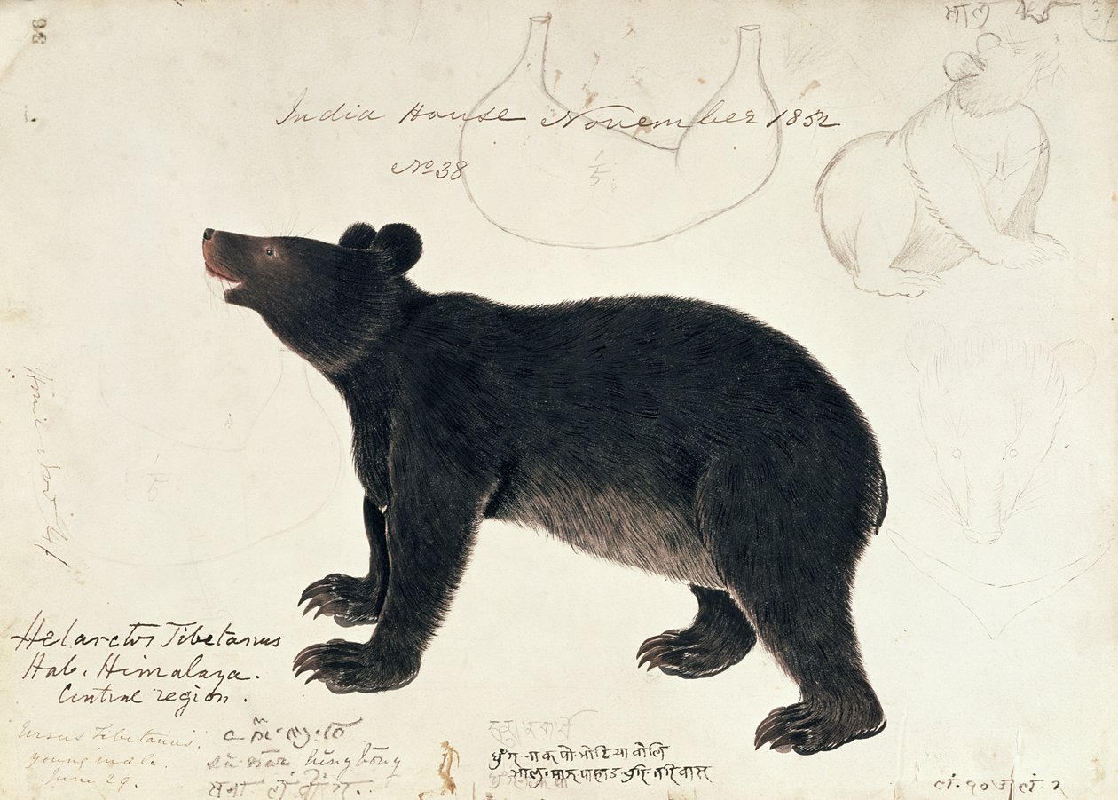 Zeichnung eines asiatischen Schwarzbären, Ursus Tibetanus, aus der zentralen Region des Himalaya von Unbekannt Unbekannt