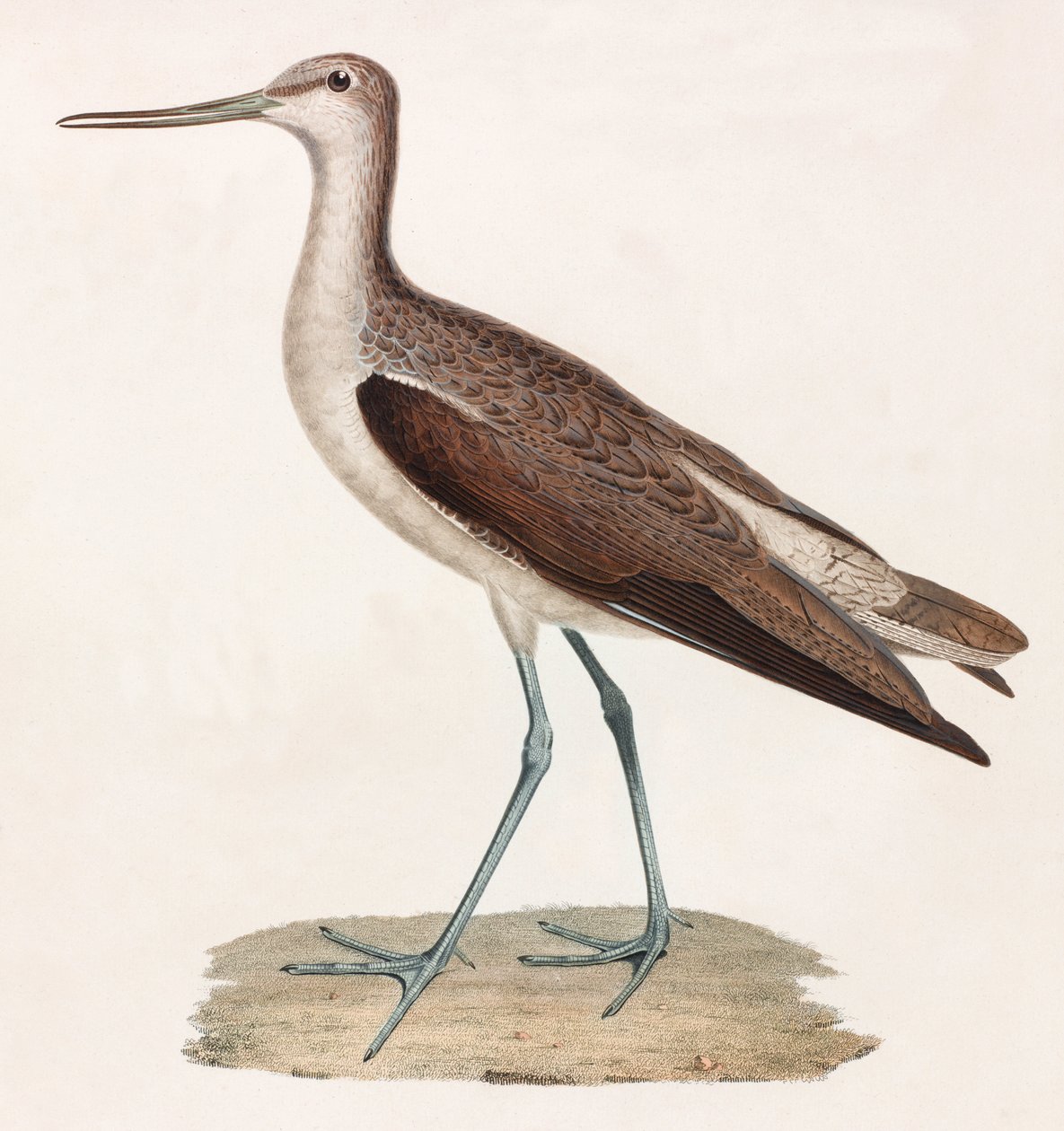 Farbillustration eines Vogels von Unbekannt