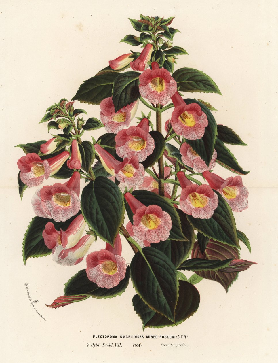 Achimenantha x naegelioides, rosa und goldene Sorte. Plectopoma naegelioides aureo-roseum. Handkolorierte Lithographie aus Louis van Houtte und Charles Lemaires Flore des Serres et des Jardins de l