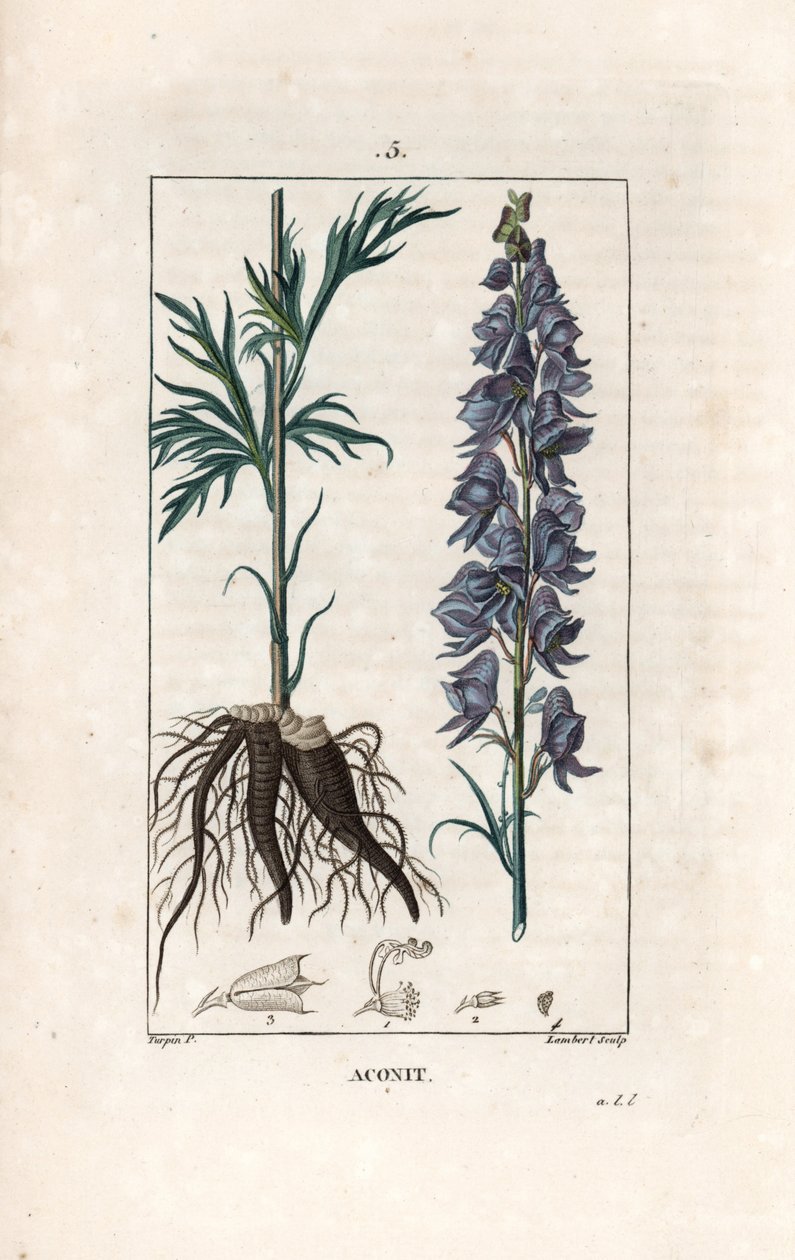 Aconit - Gravur von Lambert nach einer Zeichnung von Pierre Jean Francois Turpin (1775-1840), aus „La flore medicale, de Chaumeton, Poiret et Chamberet“, Paris 1830 - Eisenhut, Aconitum napellus, mit Blüten, Blättern und Wurzeln von Unbekannter Künstler