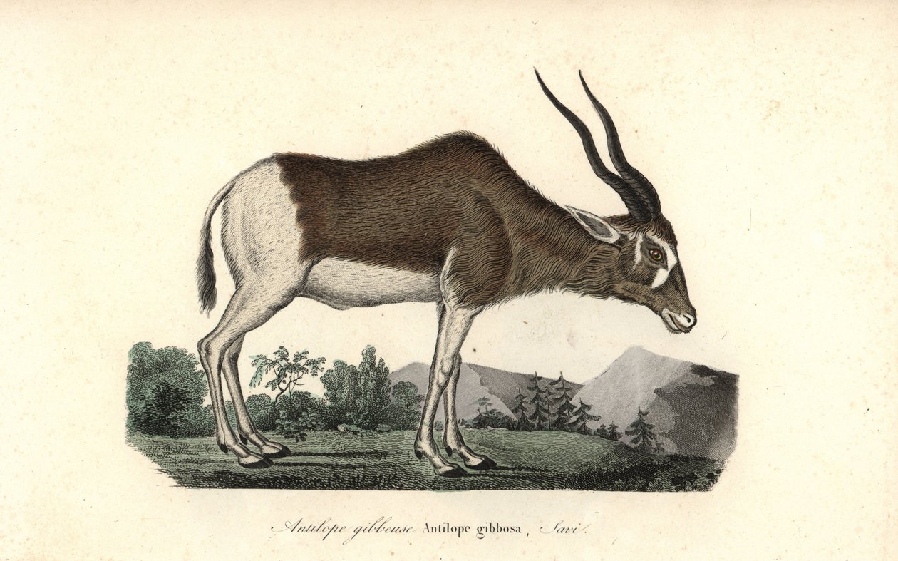 Addax oder Schraubenhornantilope, Addax nasomaculatus. Kritisch gefährdet. Handkolorierter Kupferstich aus Rene Primevere Lesson