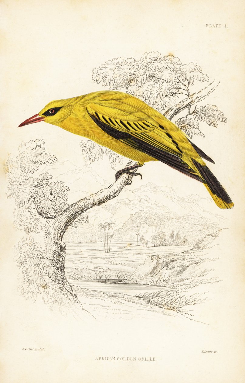 Afrikanischer Goldpirol, Oriolus auratus. Handkolorierter Stahlstich von William Lizars nach William Swainson aus Sir William Jardines Naturalist