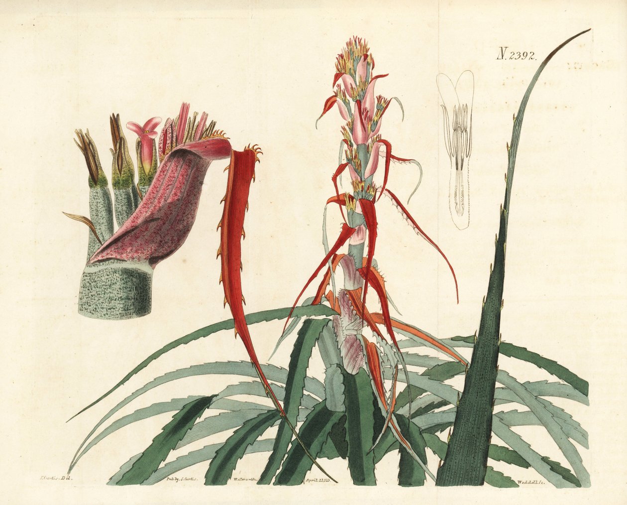 Aguava, Bromelia alsodes (Schmalblättrige Ananas, Bromelia sylvestris). Handkolorierter Kupferstich von Weddell nach einer botanischen Illustration von John Curtis aus William Curtis