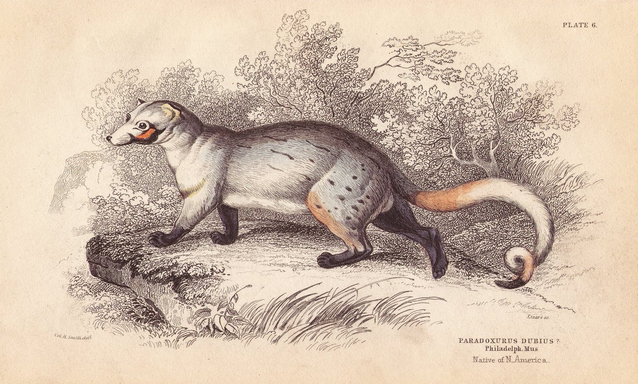 Amerikanischer Paradoxide, Paradoxurus dubius. Aus einem Exemplar im Philadelphia Museum. Handkolorierter Stahlstich von Lizars nach einer Illustration von Charles Hamilton Smith aus William Jardine