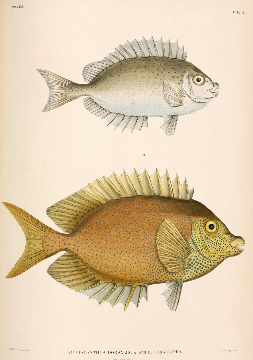 Amphacanthus dorsalis, Amphacanthus corallinus, Indonesien von Unbekannter Künstler