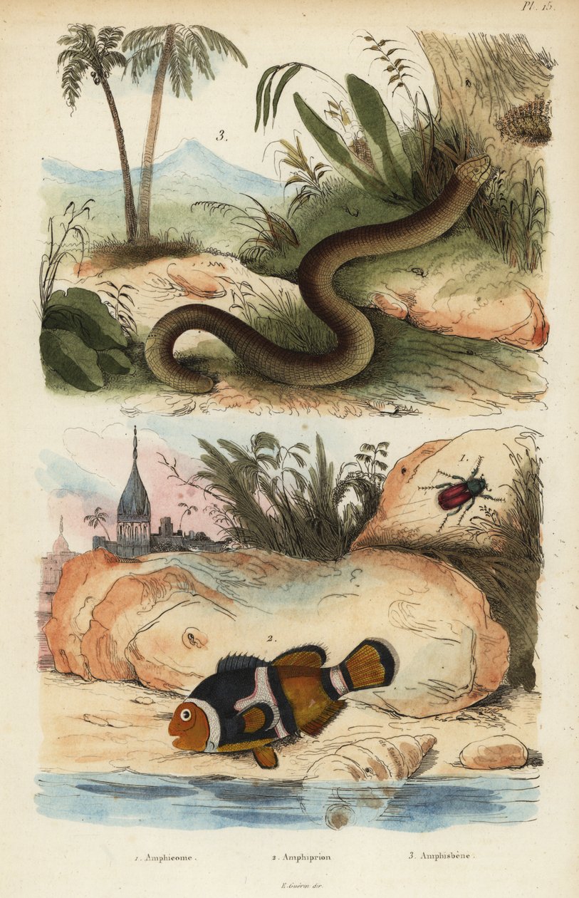 Amphicoma scullelata 1, Sattelrücken-Anemonenfisch, Amphiprion polymnus 2 und Weißwurm-Echse, Amphisbaena alba 3 von Unbekannt