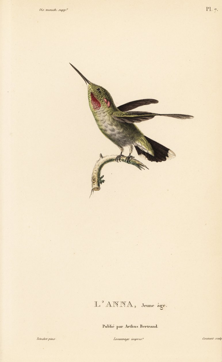 Annas Kolibri, Calypte anna (Ornismya anna), Jungtier. Handkolorierter Stahlstich von Coutant nach einer Illustration von Jean-Gabriel Pretre aus Rene Primevere Lessons Natural History of the Colibri Genus of Hummingbirds. von Unbekannter Künstler