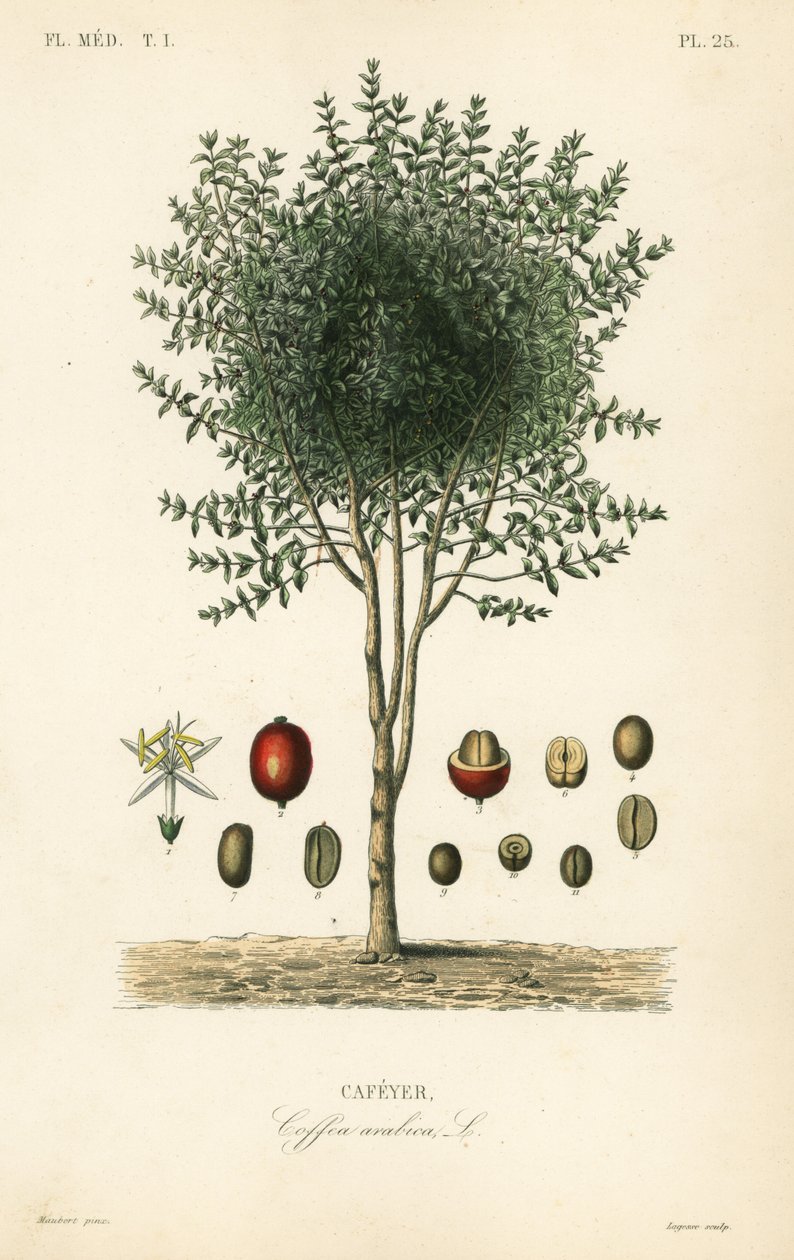 Arabischer Kaffeebaum, Coffea arabica, Cafeyer von Unbekannter Künstler