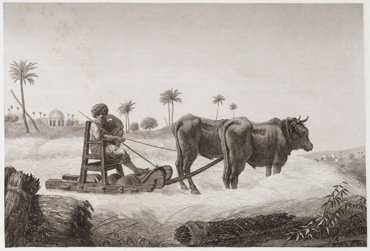 Ackerbau, Erntemaschine, Ägypten, ca. 1798 von Unbekannt