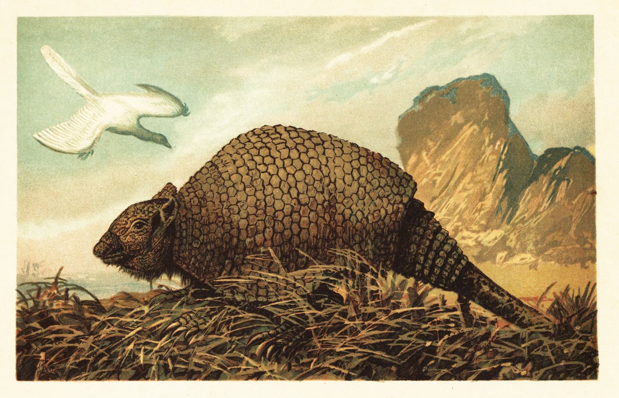 Archaeopteryx lithographica und Panochthus tuberculatus. 1908 (Lithografie) von Unbekannter Künstler