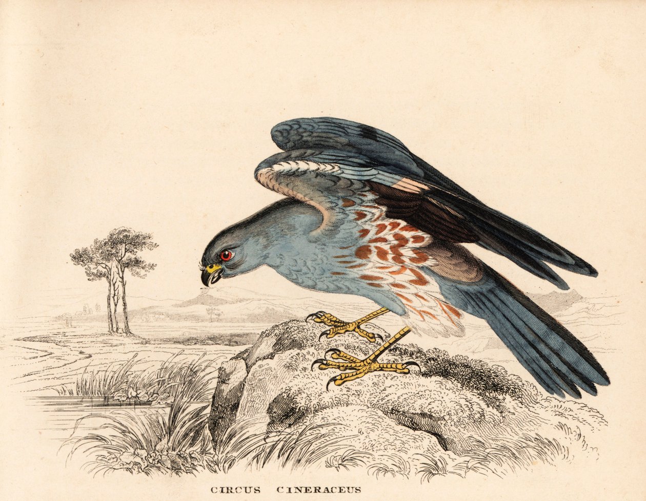 Aschgrauer Weihen, Circus cineraceus. Handkolorierter Stahlstich aus Georg Friedrich Treitschkes Naturhistorischer Bildersaal des Thierreiches, Leipzig. von Unbekannter Künstler
