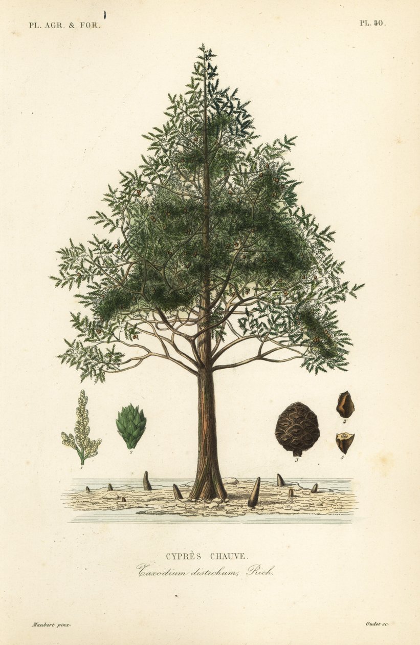 Sumpfzypresse oder Sumpfzypresse, Taxodium distichum von Unbekannt