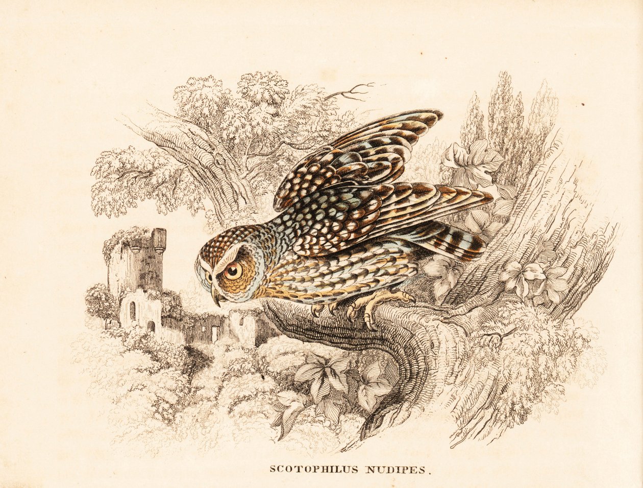 Nacktbein-Eule, Margarobyas lawrencii. Handkolorierter Stahlstich aus Georg Friedrich Treitschkes Naturhistorischer Bildersaal des Thierreiches, Leipzig. von Unbekannter Künstler