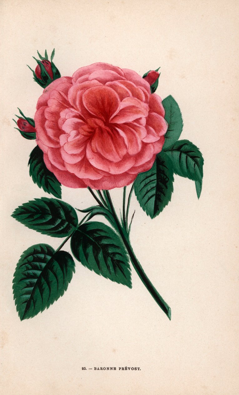 Baroness Prevost Rose, Hybride gezüchtet von Monsieur Desprez in Yebles bei Melun im Jahr 1843. Chromolithographie gezeichnet und lithographiert nach der Natur von F. Grobon aus Hippolyte Jamain und Eugene Forneys Les Roses von Unbekannter Künstler