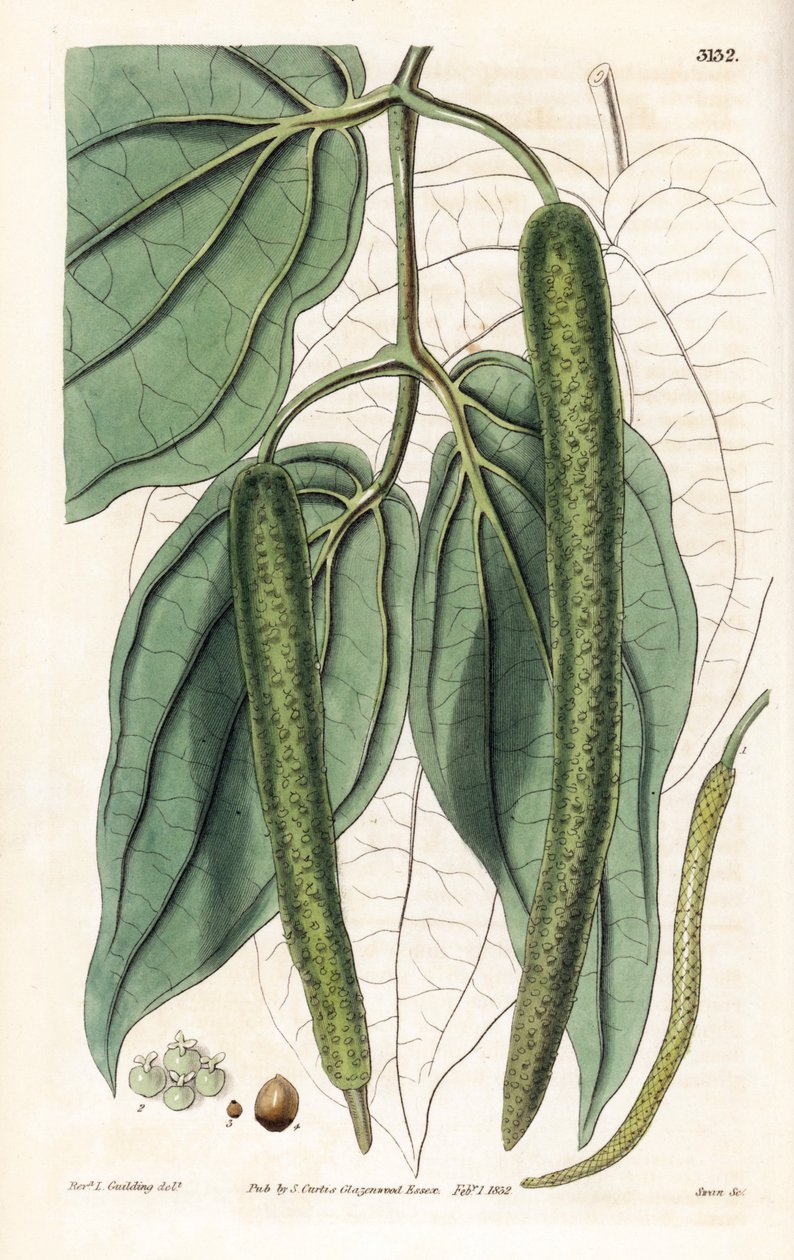 Betel - Betelpfeffer, Piper betle. Handkolorierter Kupferstich von Swan nach einer Illustration von Rev. L. Goulding aus Samuel Curtis