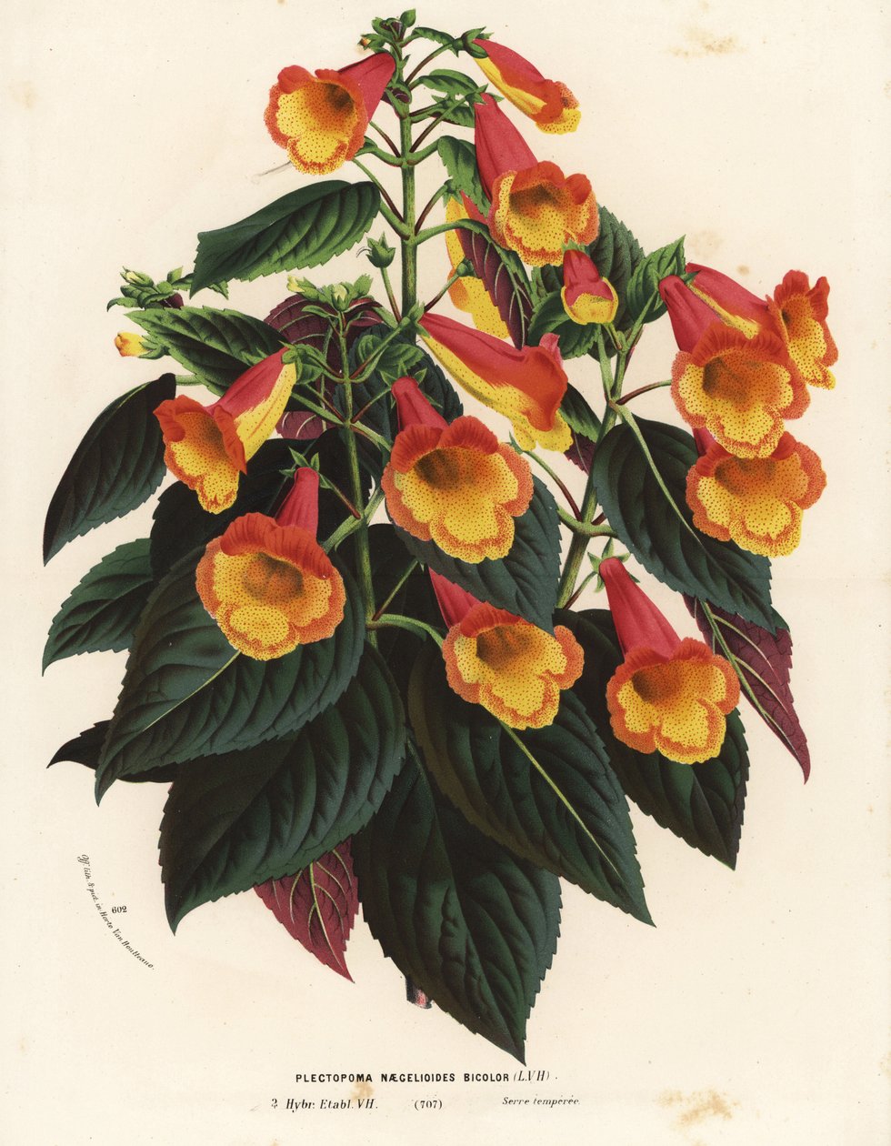 Bicolor Achimenantha x naegelioides Kultivar (Plectopoma naegelioides bicolor). Handkolorierte Lithographie aus Louis van Houtte und Charles Lemaire