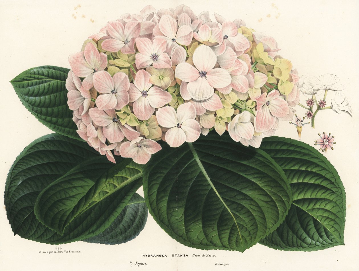 Großblättrige Hortensie, Hydrangea macrophylla (Hydrangea otaksa). Handkolorierte Lithographie aus Louis van Houtte und Charles Lemaire