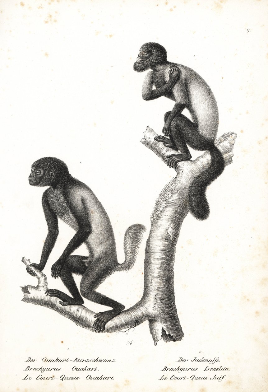 Schwarzgesichtiger Uakari, Cacajao melanocephalus ouakary (Brachyurus ouakari) und Braunrückiger Bartaffe, Chiropotes israelita (Brachyurus israelita). Lithographie von Karl Joseph Brodtmann aus Heinrich Rudolf Schinz