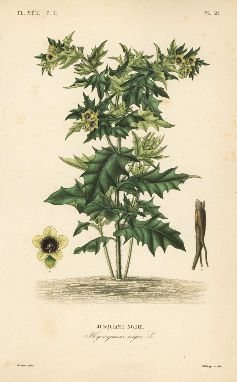 Schwarzes Bilsenkraut, Hyoscyamus niger von Unbekannt