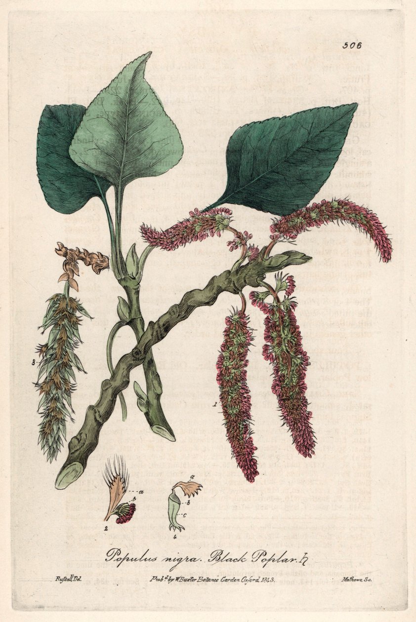 Schwarz- oder Pappel, Liard oder Piboule (Populus nigra) - Botanische Tafel von Isaac Russell, graviert von Charles Matthews, aus English Botanical Phenomenes von William Baxter (1788-1871) von Unbekannter Künstler