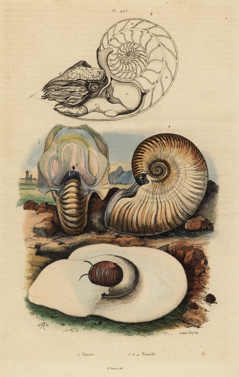 Blasen-Mondschnecke, Neverita didyma 1, Krusten-Nautilus, Nonion umbilicatulum 2, und Perlboot, Nautilus pompilius 3,4 von Unbekannt