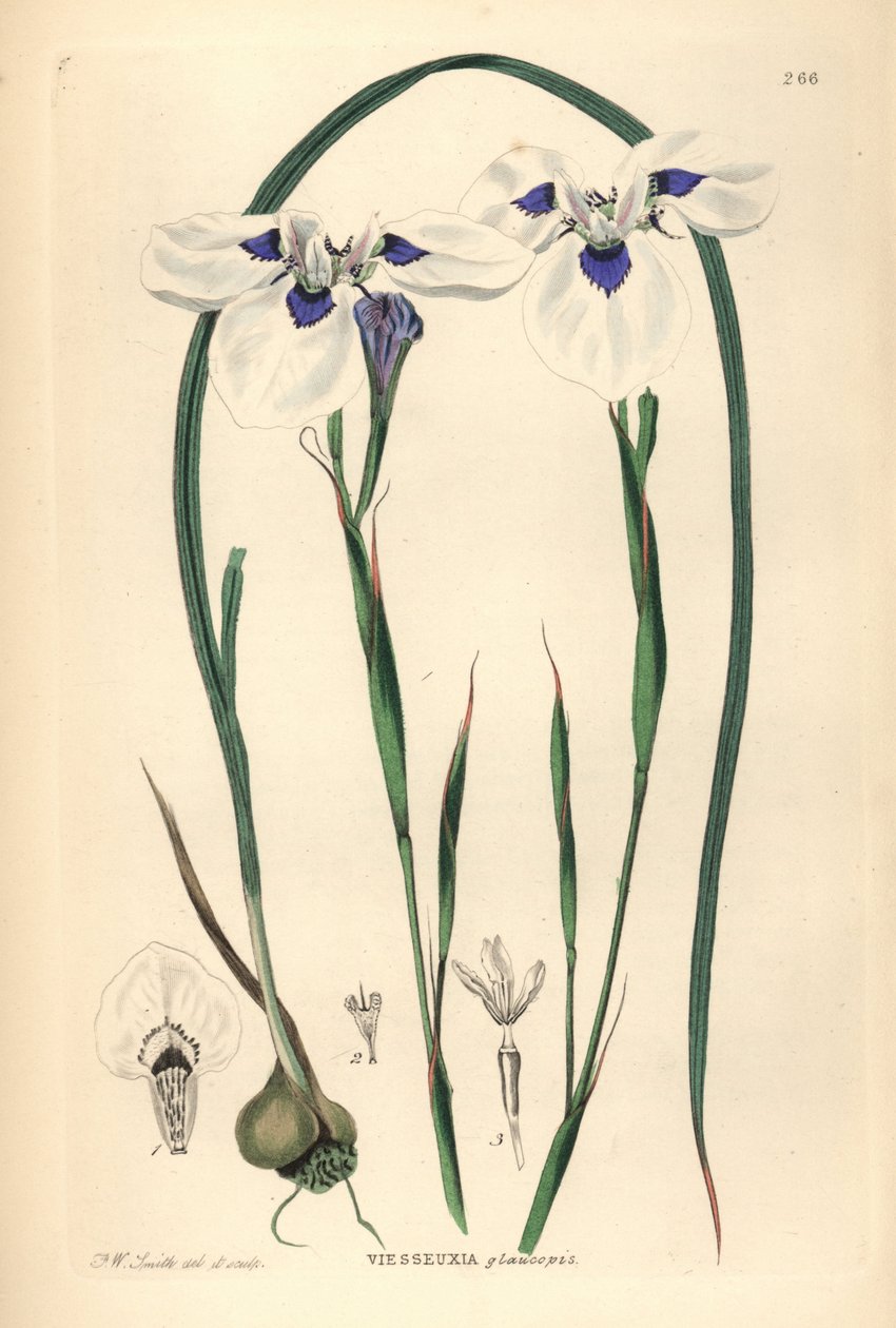 Blauäugiger Uintjie oder Blouooguintjie, Moraea aristata (Ocellate viesseuxia, Vieusseuxia glaucopis). Handkolorierter Kupferstich gezeichnet und graviert von Frederick W. Smith aus John Lindley und Robert Sweet