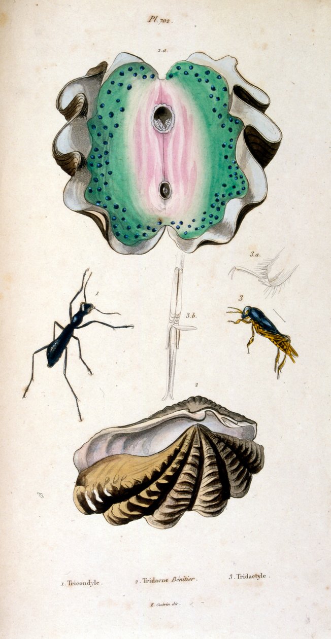 Botanische und zoologische Illustration von F. E. Guérin. Aus Dictionnaire pittoresque d