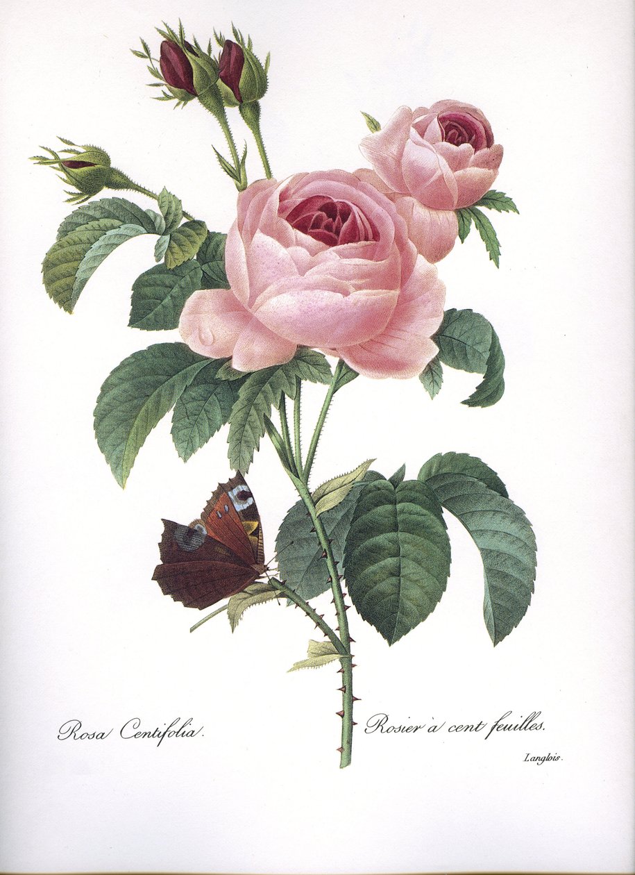 Botanische Tafel/Rosa centifolia/Rosa mit hundert Blättern/Redouté von Unbekannt