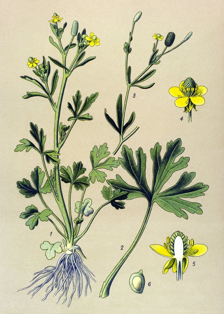 Botanische Tafel. Giftig: Scharfer Hahnenfuß (Ranunculus sceleratus) von Unbekannter Künstler