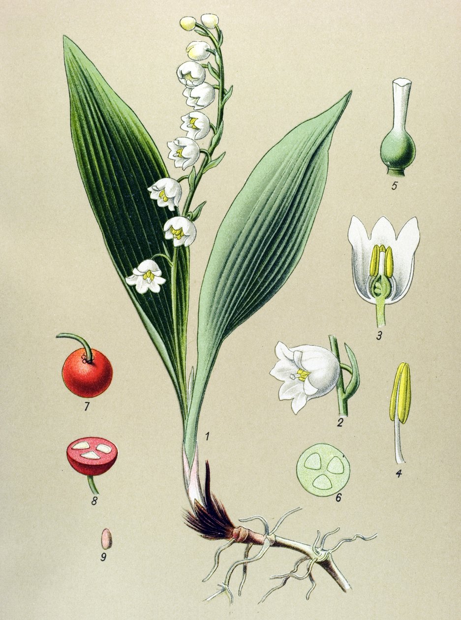 Botanische Tafel, giftige und medizinische Pflanze: Maiglöckchen (Convallaria majalis) von Unbekannter Künstler
