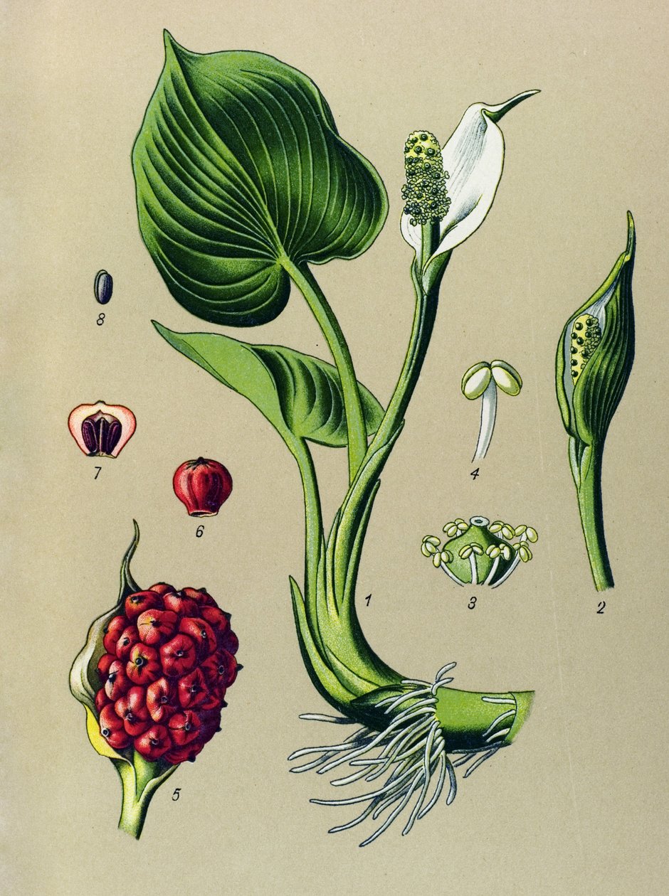 Botanische Tafel, giftige Pflanze: Sumpf-Calla (Calla palustris) von Unbekannter Künstler